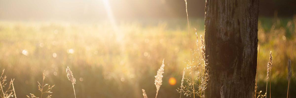 عروض أريال الحصرية